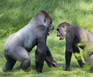 пазл Две молодые горилл, ходить на четвереньках